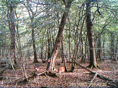 Fallow Deer