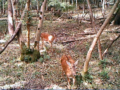 Fallow Deer